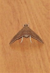 Hyalobathra crenulata