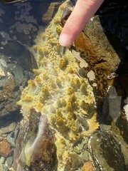 Hymeniacidon perlevis