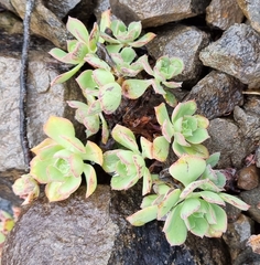 Aeonium decorum