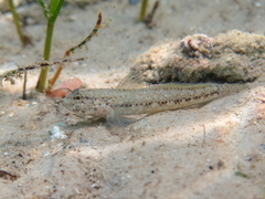 Gobius couchi