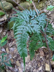 Pteris dispar