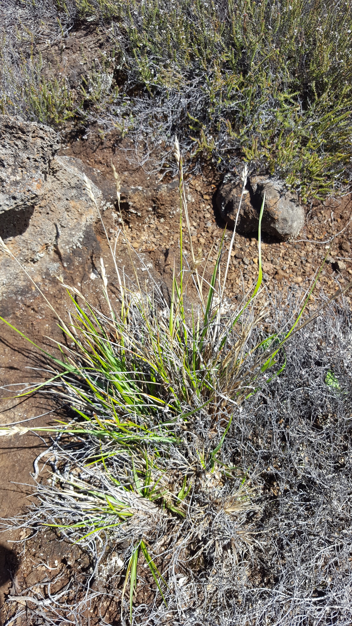 (c) François Rousseu, certains droits réservés (CC BY-NC) https://www.inaturalist.org/observations/149118646
