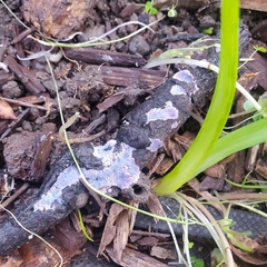 Punctularia atropurpurascens