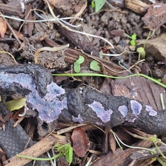 Punctularia atropurpurascens