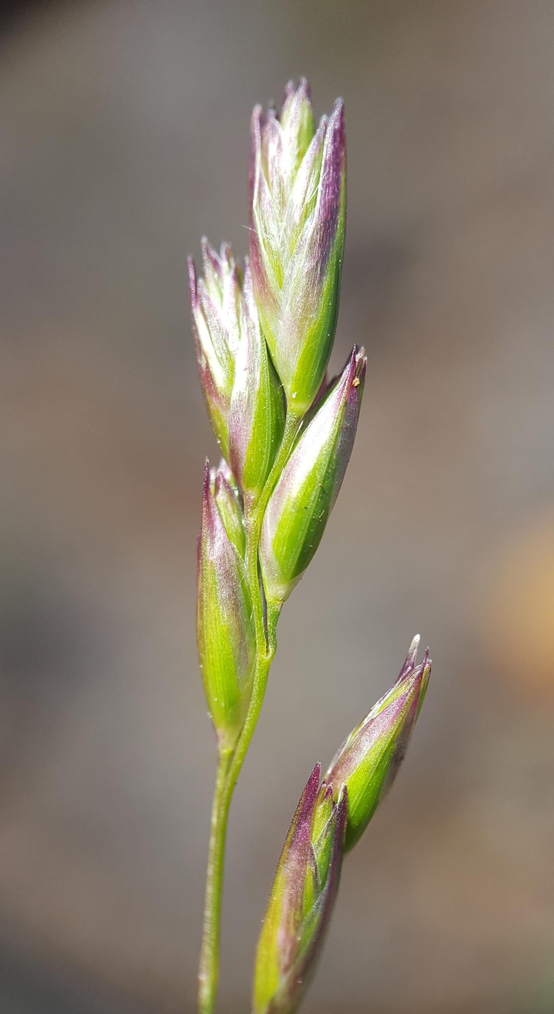 (c) François Rousseu, certains droits réservés (CC BY-NC) https://www.inaturalist.org/observations/149118646
