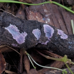 Punctularia atropurpurascens