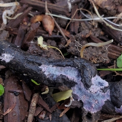 Punctularia atropurpurascens