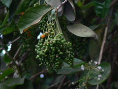 Ehretia laevis