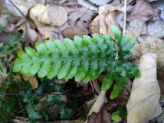 Pteris dispar