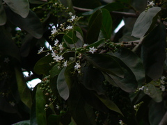 Ehretia laevis