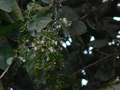 Ehretia laevis