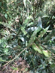 Lithocarpus hancei