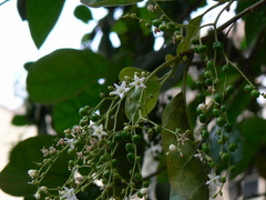 Ehretia laevis