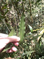Lithocarpus hancei