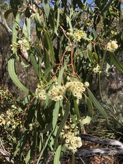 Eucalyptus fasciculosa