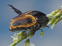 Popillia bipunctata