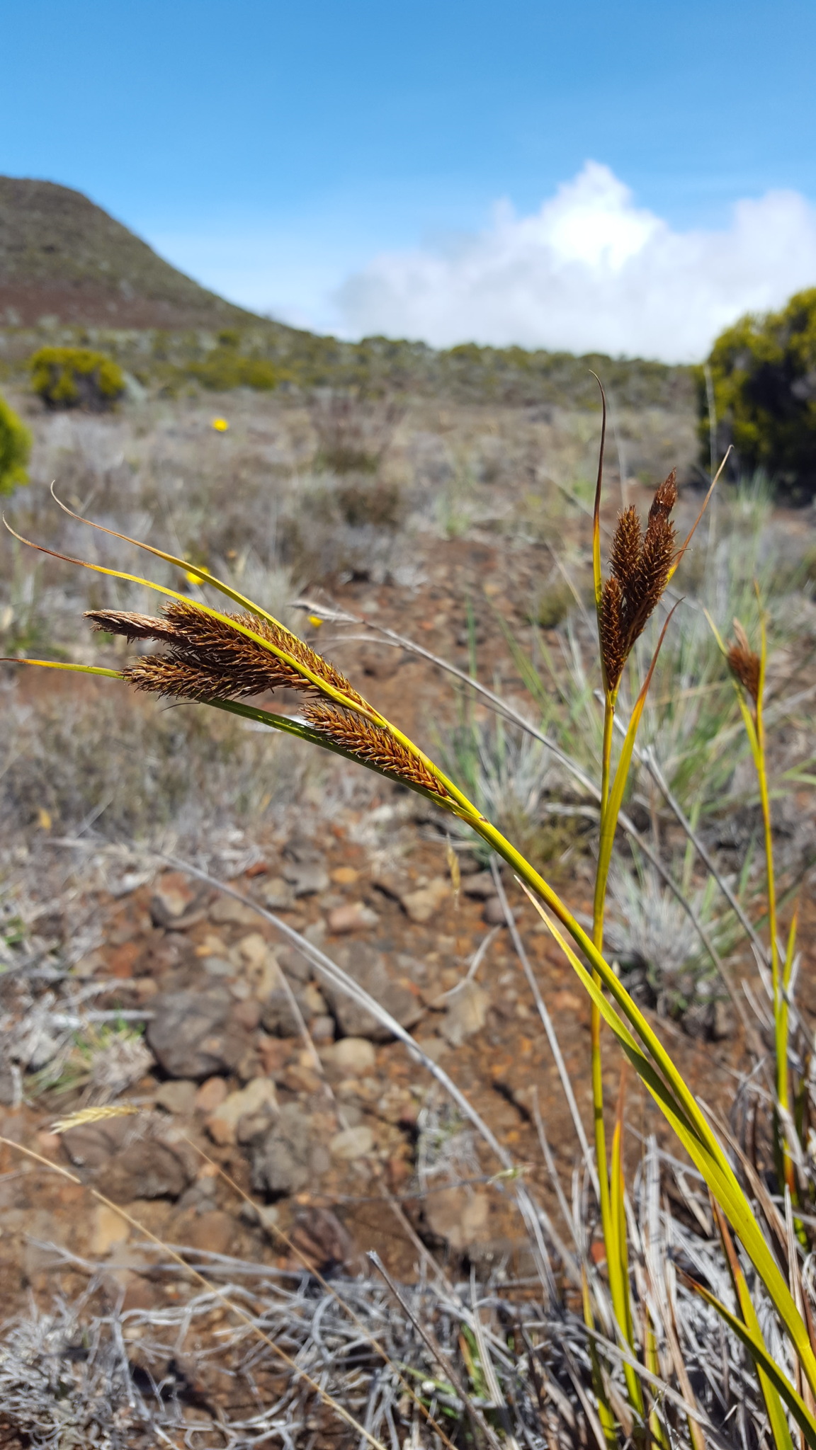 (c) François Rousseu, certains droits réservés (CC BY-NC) https://www.inaturalist.org/observations/149118655