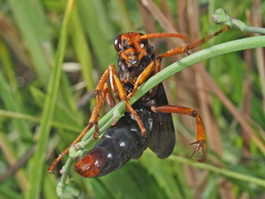 Hemipepsis tamisieri