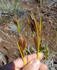 Carex borbonica