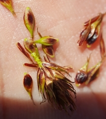 Carex borbonica
