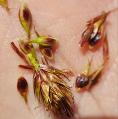 Carex borbonica