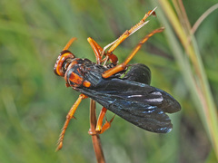 Hemipepsis tamisieri