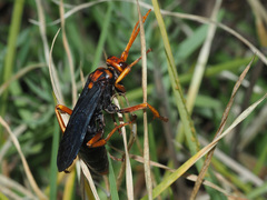 Hemipepsis tamisieri
