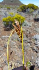 Carex borbonica