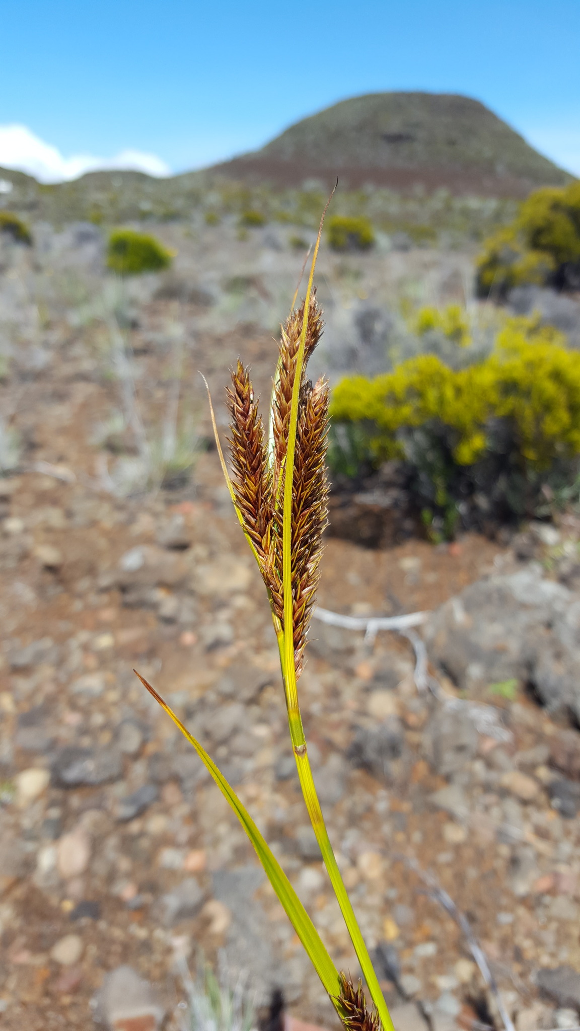 (c) François Rousseu, certains droits réservés (CC BY-NC) https://www.inaturalist.org/observations/149118658