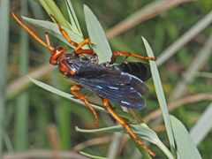 Hemipepsis tamisieri