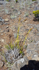 Carex borbonica