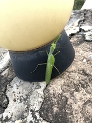Sphodromantis
