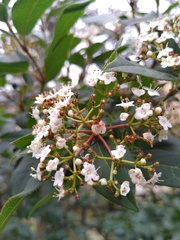 Viburnaceae