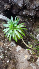 Heterochaenia rivalsii