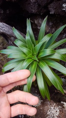 Heterochaenia rivalsii
