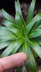 Heterochaenia rivalsii