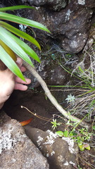 Heterochaenia rivalsii