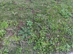 Cirsium japonicum australe