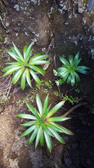 Heterochaenia rivalsii