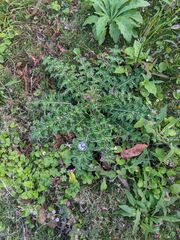 Cirsium japonicum australe