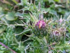 Cirsium japonicum australe
