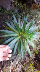 Heterochaenia rivalsii