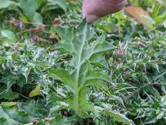 Cirsium japonicum australe