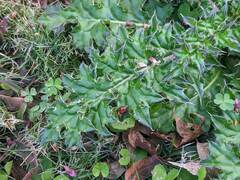 Cirsium japonicum australe