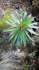 Heterochaenia rivalsii