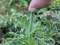 Cirsium japonicum australe