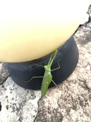 Sphodromantis