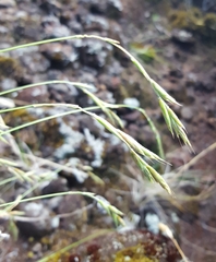 Brachypodium flexum