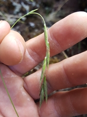 Brachypodium flexum
