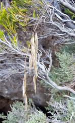 Bromus leptoclados
